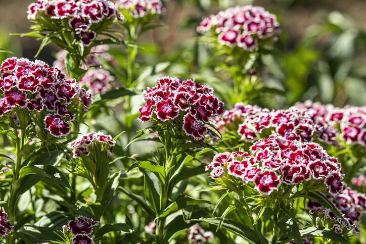 purple flower of turkish carnation, dianthus barbatus, close-up