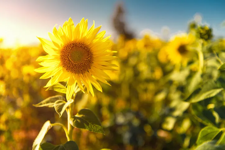 closeup of sunflower in sunflower field blue sky in the background spring flowers theme