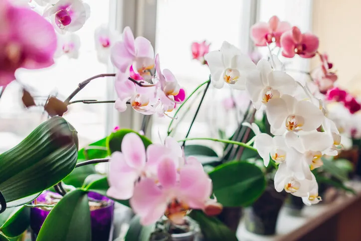 orchids phalaenopsis flower on window sill home plants in blossom white, purple, pink blooms home garden successful growing