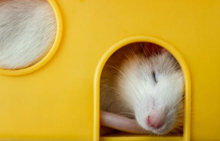 closeup of funny white domestic rat with long whiskers sleeping in yellow plastic pet house