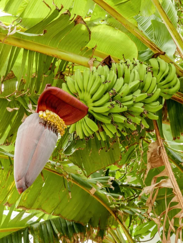 regime de bananes vertes