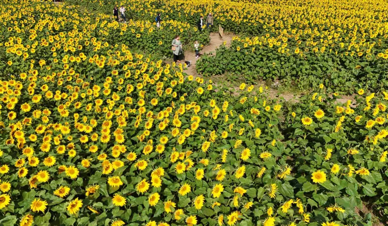 des personnes marchent autour des tournesols à la ferme mundles à east boldon, au sud de tynesde, au royaume-uni, le dimanche 25 août 2024 photo by owen humphreys pa wire abacapresscom