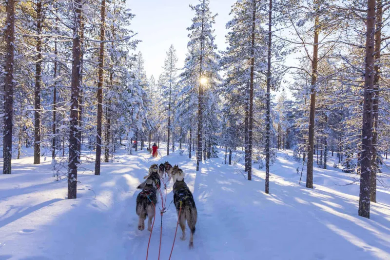finlande, laponie, promenade en traineau