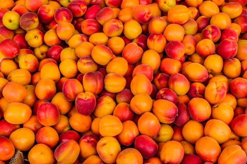 fresh apricots at a farmers market in the provence, france