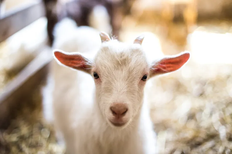 cute baby goat