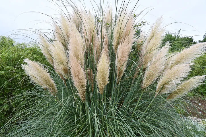 pampas grass poaceae perennial plant native to south america from august to october, it bears feather-like spikes on vertical stems