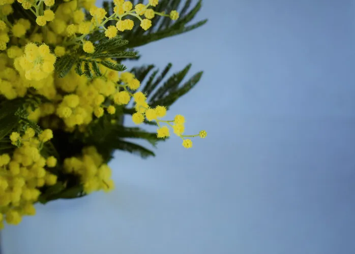 yellow mimosas on white background