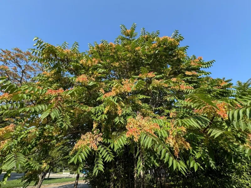 ailanthus,altissima,tree,leaves,and,flowerstree,of,heaven ,a,species