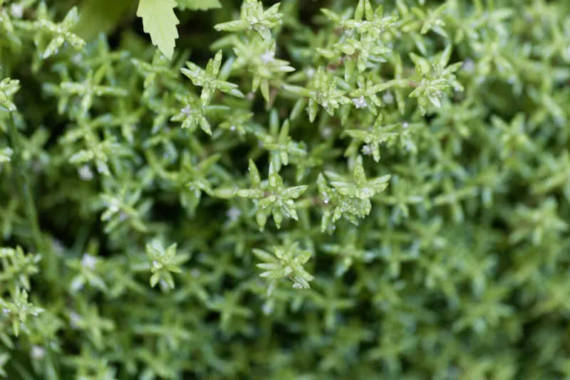 leaves,of,swamp,stonecrop,plants,,crassula,helmsii,,with,raindrops