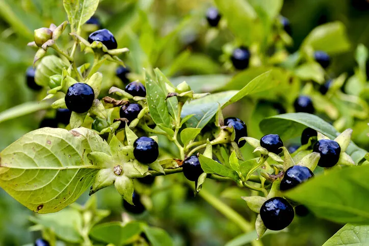 fruits of belladonna or banewort or dwale or deadly nightshade - atropa belladonna - in autumn, bavaria, germany, europa