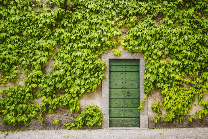 ivy plant around wooden green gate, lake como district, varenna town, italy