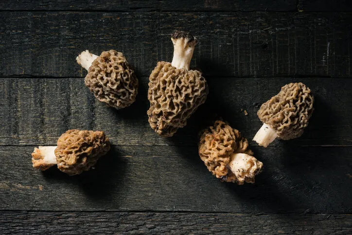 wild morel mushrooms on a dark wooden background