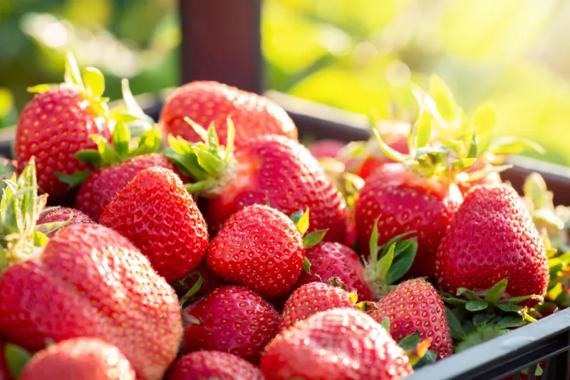 harvest of ripe red strawberries in container on a sunny summer day