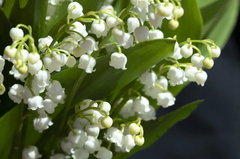 close-up of a bouquet of lilies of the valley