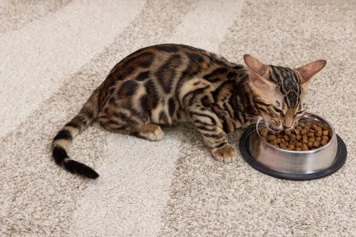 the kitten eats dry food from a bowl four month old bengal kitten