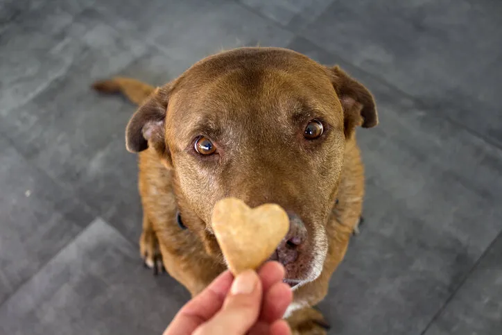 dog getting a cookie adult mixed labrador dog eating cookie gray background close up portrait of cute brown dog
