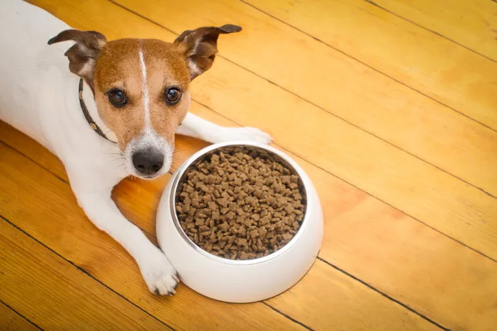 hungry jack russell dog behind food bowl  isolated wood background at home and kitchen