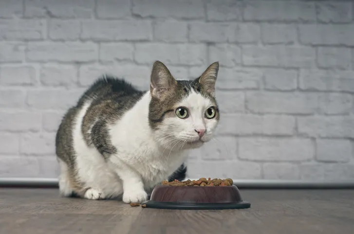 cute tabby cat sitting next to a food bowl, placed on the floor, and looking away