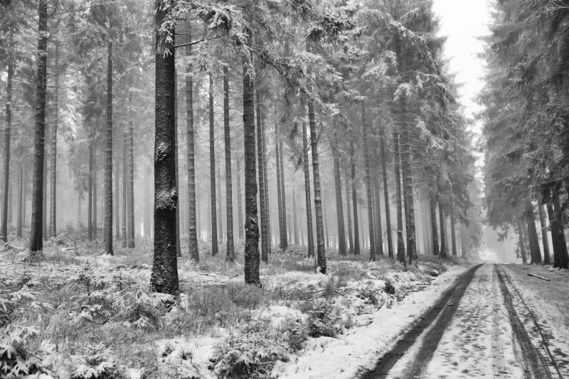 road in forest in the ardennes, winter with snow