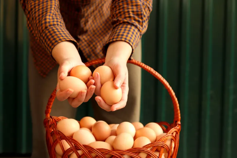 organic brown eggs collected in a basket by a female farmer on a vibrant green background poultry farm eco product agriculture fresh egg