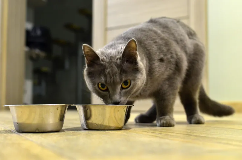 cute gray cat eats on the floor of the house from a chrome metal plate