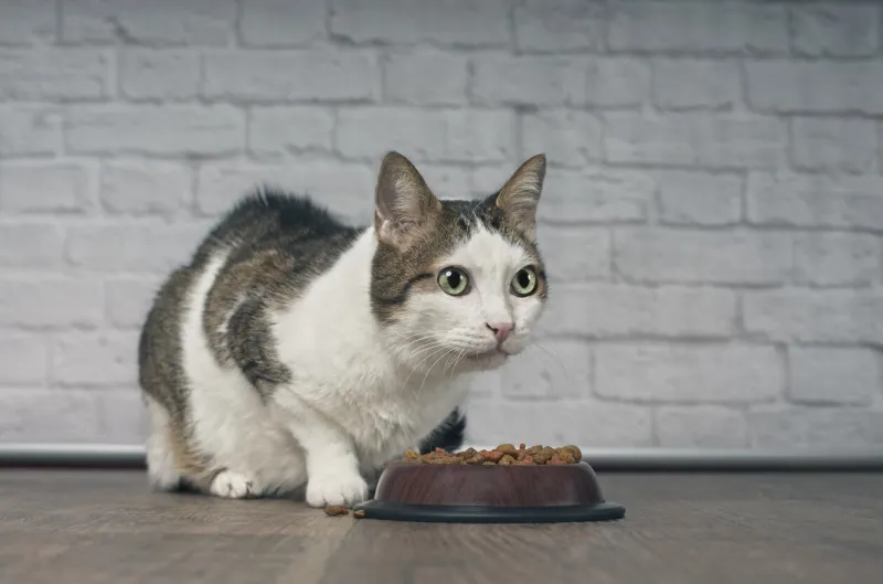 cute tabby cat sitting next to a food bowl, placed on the floor, and looking away