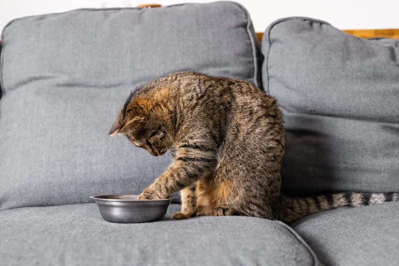 grey cute cat eating at the sofa at home stripped cat sitting in front of the iron plate with crockets at it high quality photo
