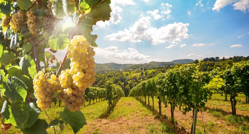 vineyard with white wine grapes in late summer before harvest near a winery