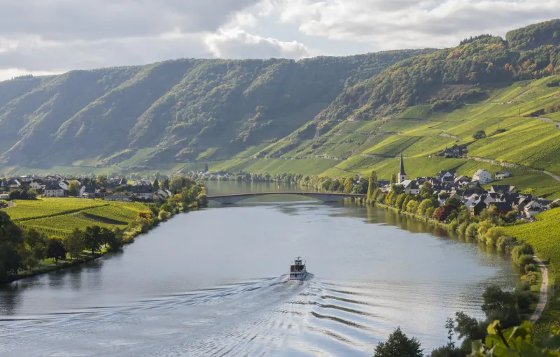 the moselle near the wine village of piesporter with boat and bridge in autumn in germany