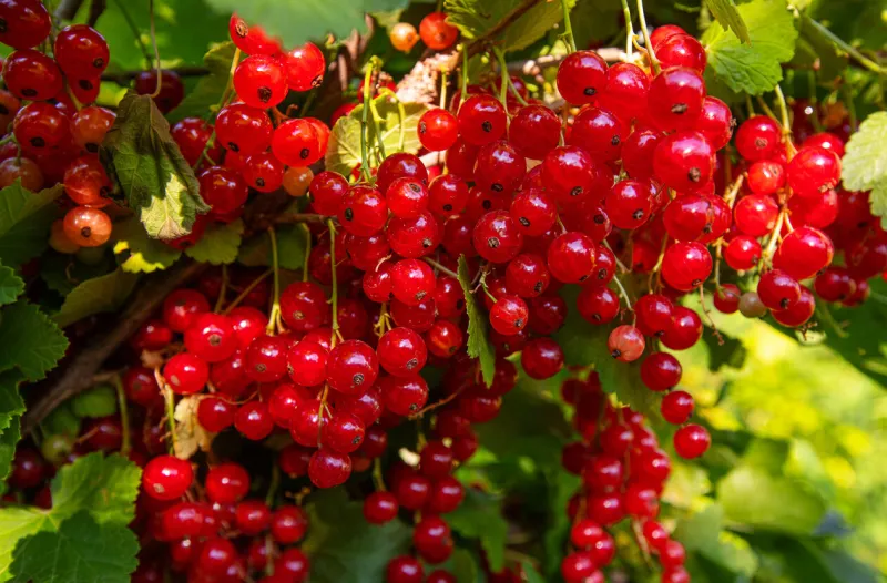 branch of red currants with leaves and berries, on a sunny summer day