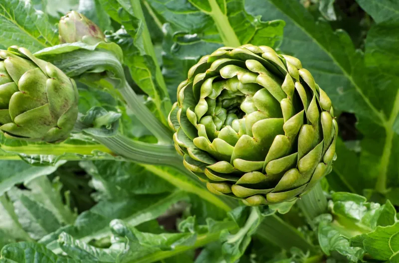 green fresh artichoke field agriculture turkey   izmir