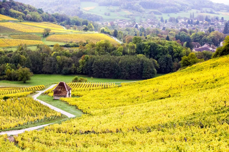 landscape of the jura vineyards in autumn gold meadow in the vineyards of château-chalon