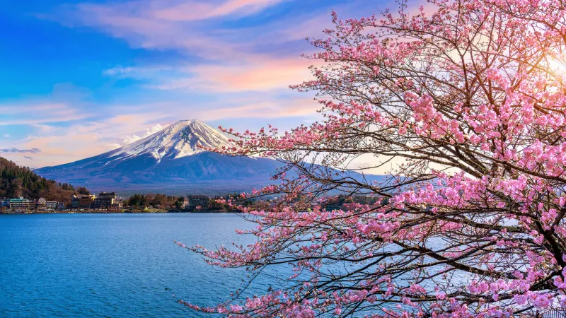 fuji mountain and cherry blossoms in spring, japan