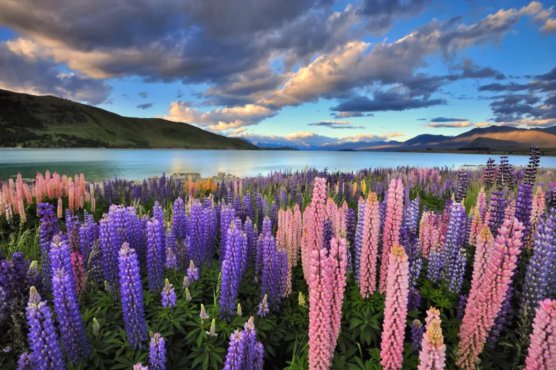 lake tekapo is one of the main tourist attraction in new zealand only in summer, there are heaps of lupines growing wild by the lakeside