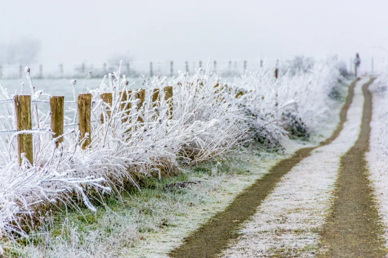 a solitary walker approaches on a frosted dirt road
