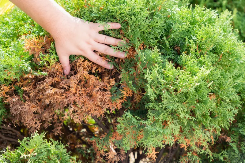 hands of a gardener, who is removing dry yellow branches of thuja trees close-up
