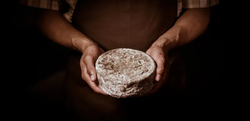 french tomme cheese in the hands of a cheesemaker, studio shoot
