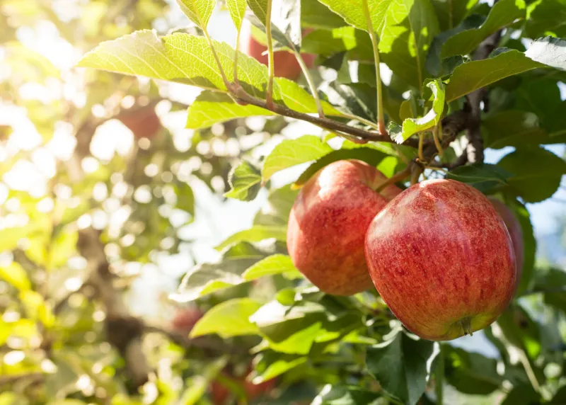 two juicy red apples in a warm summer evening
