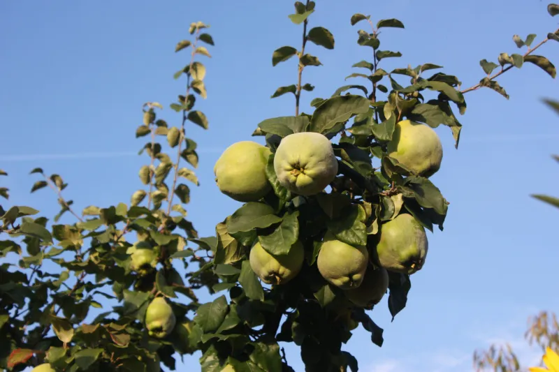 cognassier quinces - fruit tree