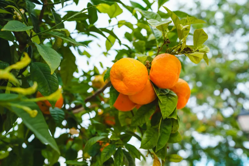 clementine mandarin tree laden with ripe fruits, bathed in the warm glow of sunlight