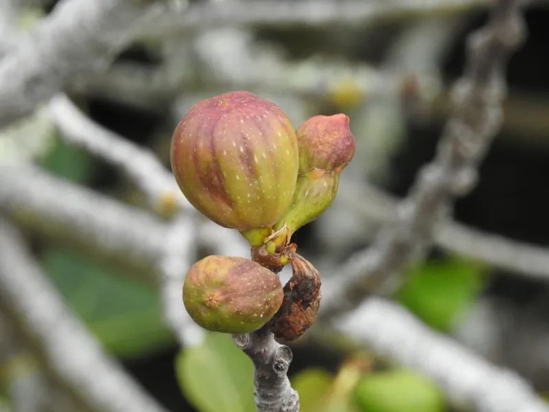 ripe fruits from an old and dry wild fig tree