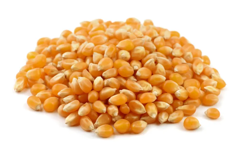 heap of dry popcorn seeds isolated on white