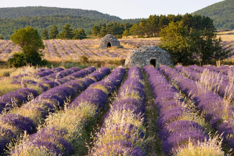 provence lavender field with dry stone hut (borie) near ferrassieres in baronnies provencales regional nature park drome, france