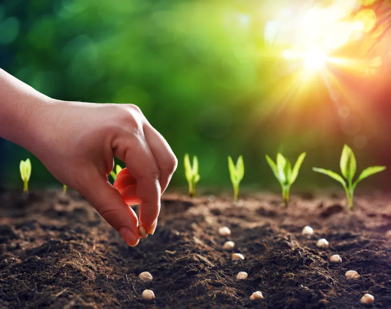 hands planting the seedlings into the ground