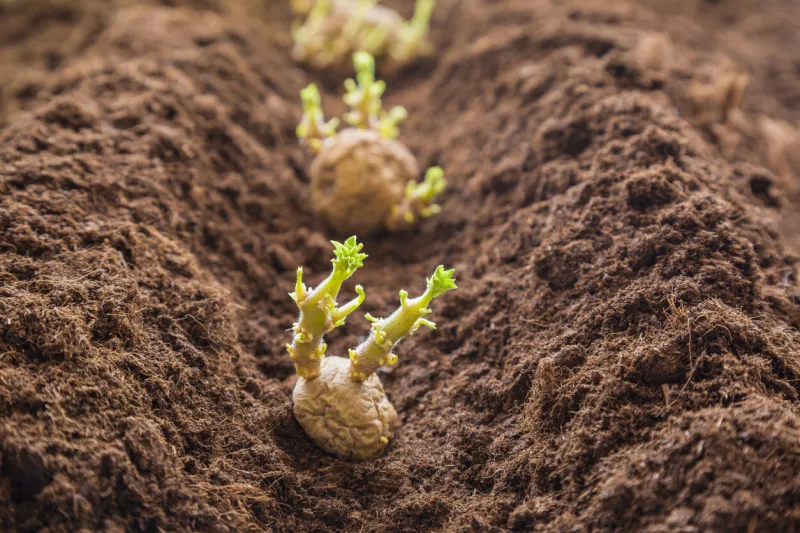 potato tubers planting into the ground early spring preparations for the garden season
