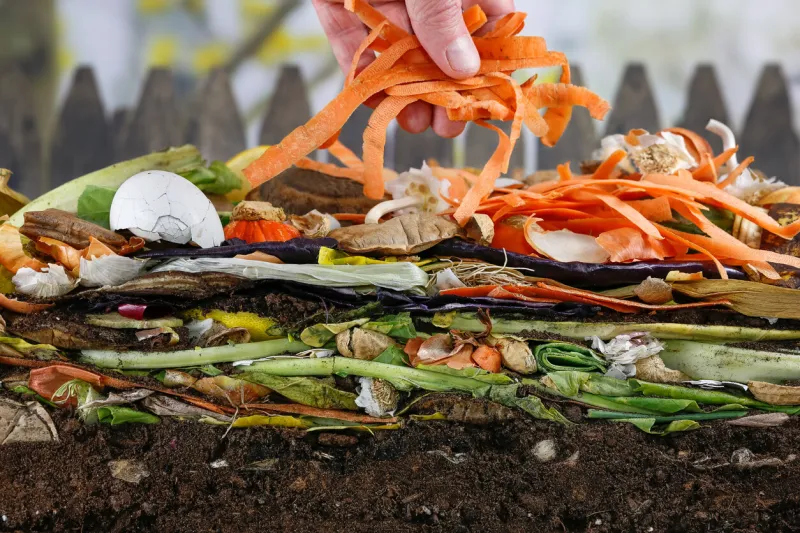 male hand adding carrot peels nto a colorful compost heap consisting of rotting kitchen leftovers