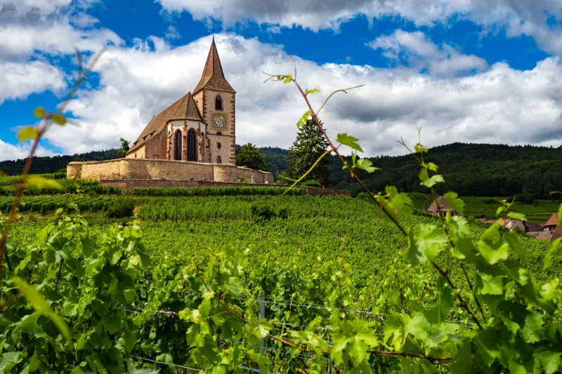 vineyards full of grapes growing in-front of the beautiful french village of hunawihr in alsace france