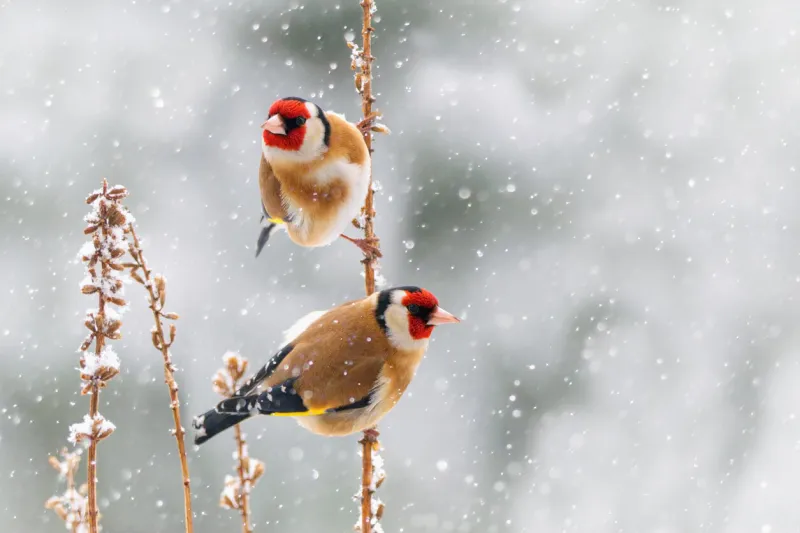 beautiful winter scenery with european finch birds perched on the branch within a heavy snowfall