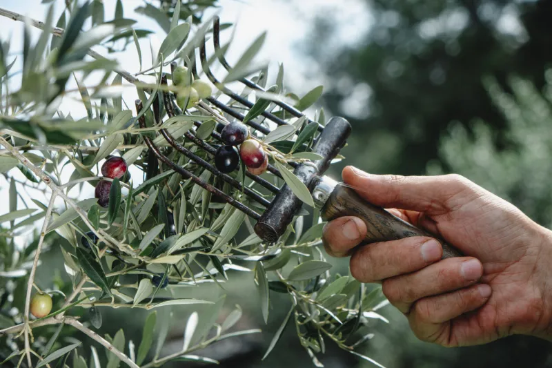 a caucasian man uses a comb-like tool to harvest the ripe arbequina olives from an olive tree in an olive grove in catalonia, spain