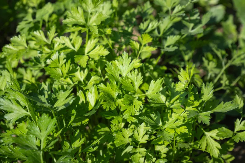 parsley plant cultivated in the garden